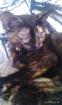 Maine-coon - Bombay Patchouli Katze