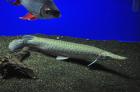 Manjuari Knochenhecht 35cm NZ