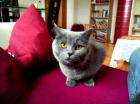 Kartäuser Katze Sandy sucht dringend ein neues Zuhause