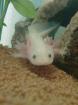 Axolotl Jungtiere Weiß und Gold