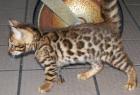 Wunderhübsche Bengalkätzchen