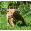Rote und blaue nase pitbull welpen 2 Rüden 2 Hündinnen
