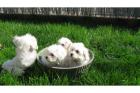 Mini Malteser welpen mix