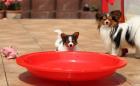 Festessen für Hunde am Bodensee