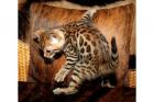 Bengal-Pärchen in snow brown sehr lieb nur zusammen