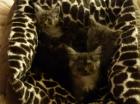 Sehr verschmuste wunderschöne Maine Coon Kitten in liebevolle Hände abzugeben