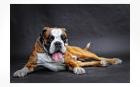 Deckrüde Boxer Armani vom Hause Romeo