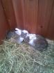 Babykaninchen Gelsenkirchen