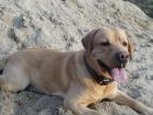 Reinrassiger Labrador zum Decken