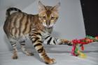 Toyger Kitten abzugeben