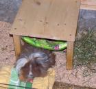 Kuschelsachen für Meerschweinchen Chinchilla Kaninchen Kleintiere