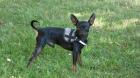 Zwergpinscher Timmy 2 Jahre sucht Weibchen zum Decken.