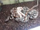 Boa Constrictor Columbia