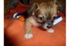 EINE SÜSSE ZUCKER CHIHUAHUA WELPEN SUCHT NEUES ZUHAUSE