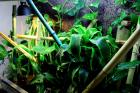 Kochi Zuchtpaar Terrarium 120B x 100H x 50T Komplett