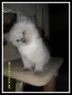 4 süße Heilige Birma Katzenbabys suchen neues zuhause ab SOFORT HERNE