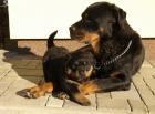 ROTTWEILER-in schöne gesunde und kräftige Welpe 8 Wochen alt