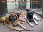 Mastiff- Bärenhunde eine außergewöhnliche Verpaarung ab Februar abzugeben.