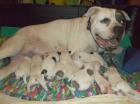 American Bulldog- welpen
