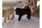 Shar-Pei Welpen zu verkaufen