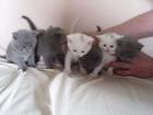 BKH Kätzchen British Kurzhaar Kitten - KARTÄUSER mit