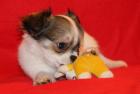 Ein zuckersüßer langhaariger Chihuahua Welpe in weiß