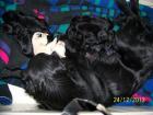 Tolle liebe Retriever - Mischlinge
