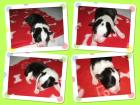 Border Collie Welpen ab März abzugeben