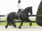 Traum in Schwarz Friesen Stute Lianne