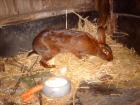 HASENKANINCHEN Jungtiere ab 1. Feb. 2022