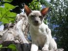 Siam-Kater kastr. gechipt geimpft abzugeben