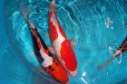 Biotopfische Schnecken Teichmuscheln Teichzubehör vom Koi-Center