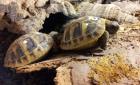 Griechische Landschildkröten Testudo hermanni boettgeri