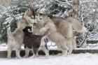 Süß siberian husky babys mit ADRK-Papieren Suchen Ein Neues Zuhause