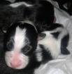 Australian Shepherd Welpen suchen DICH.
