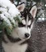 Siberian Husky Welpen Weibchen Rüde geb 17. 12. 2022