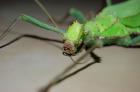Heteropteryx dilatata 3 Tiere/15 Euro Zuchtansatz