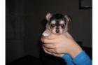 2 Hübsche Chihuahua Welpen Hündinnen 12 Wochen alt langhaar.