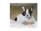 Französische Bulldogge Papieren 2 Rüden Abgabebereit abSonntag