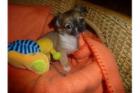 EINE SÜSSE ZUCKER CHIHUAHUA WELPEN SUCHT NEUES ZUHAUSE