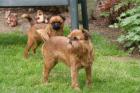Belgischer Griffon Zwerggriffon Französische Bulldogge kinderlieb kein Jagdt