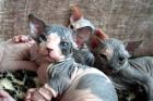 Exclusive reinrassige typvolle Sphynx Kitten