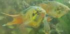 Paradiesfisch Makropode Macropodus opercularis