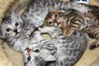 Bengal Kitten Bengal Katzen