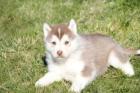 Liebe Siberian Husky Welpen ab 13. 01. 2022