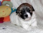Wunderschöne Coton de Tulear Welpen geb. 27 3 2014 mit VDH Papieren