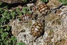 Testudo Marginata Nachzucht 2022