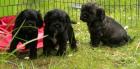 American Cocker Spaniel Welpen