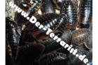 Argentinische Waldschaben Blaptica dubia