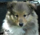 3 wunderschöne gesunde Colliekinder m. P.